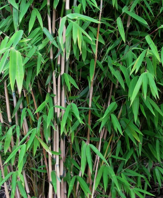 Fargesia nitida 'Obelisk' - bambus