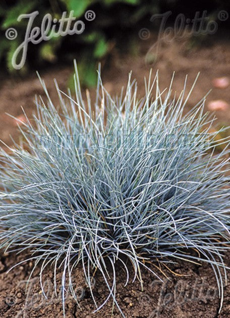 Festuca valesiaca var. glaucantha - glitvingull
