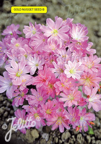 Lewisia cotyledon 'Sunset Rosy-Pink' -  stjörnublaðka
