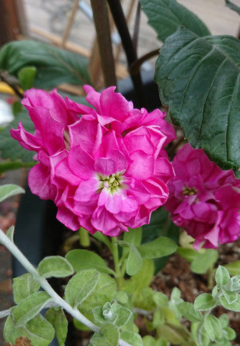 Matthiola 'Cinderella Hot Pink' - ilmskúfur