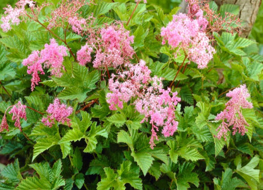 Filipendula 'Kahome'