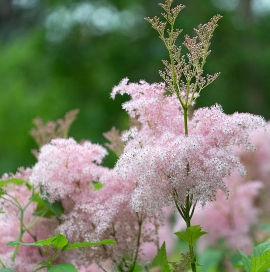Filipendula purpurea 'Elegans' - rósamjaðjurt
