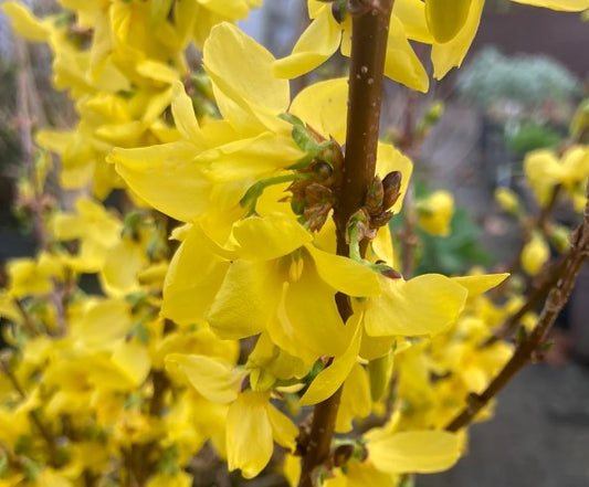 Forsythia 'Weekend' - páskagull