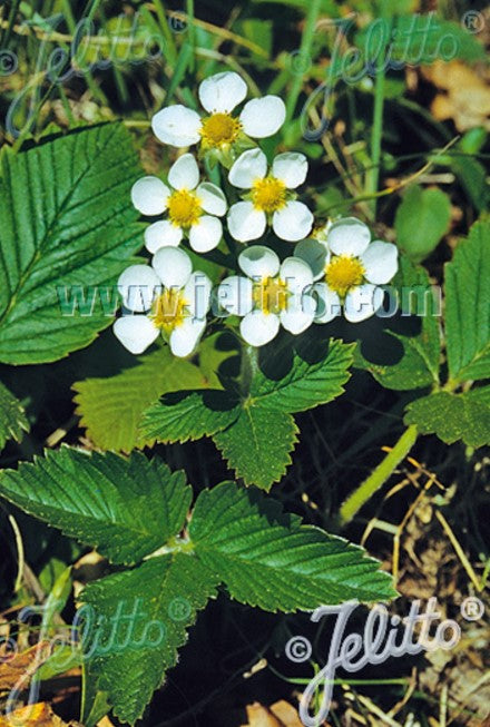 Fragaria moschata - moskusjarðarber