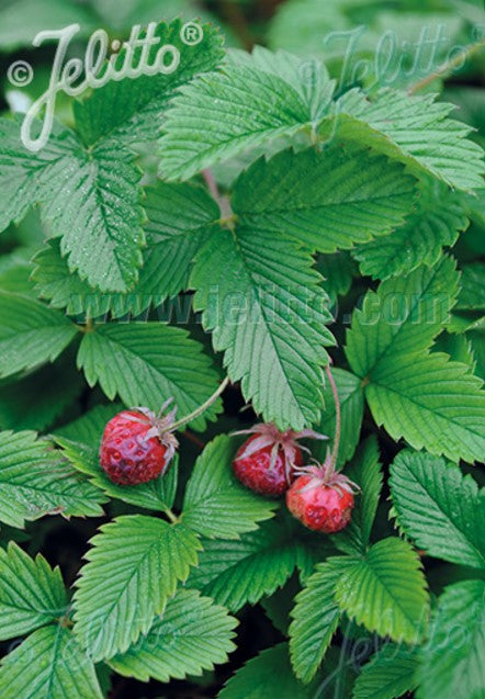 Fragaria moschata - moskusjarðarber