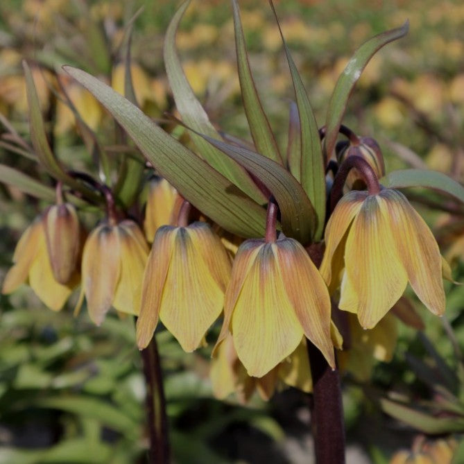 Fritillaria imperialis 'Early Passion'® - keisarakróna