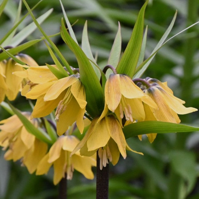Fritillaria imperialis 'Early Passion'® - keisarakróna
