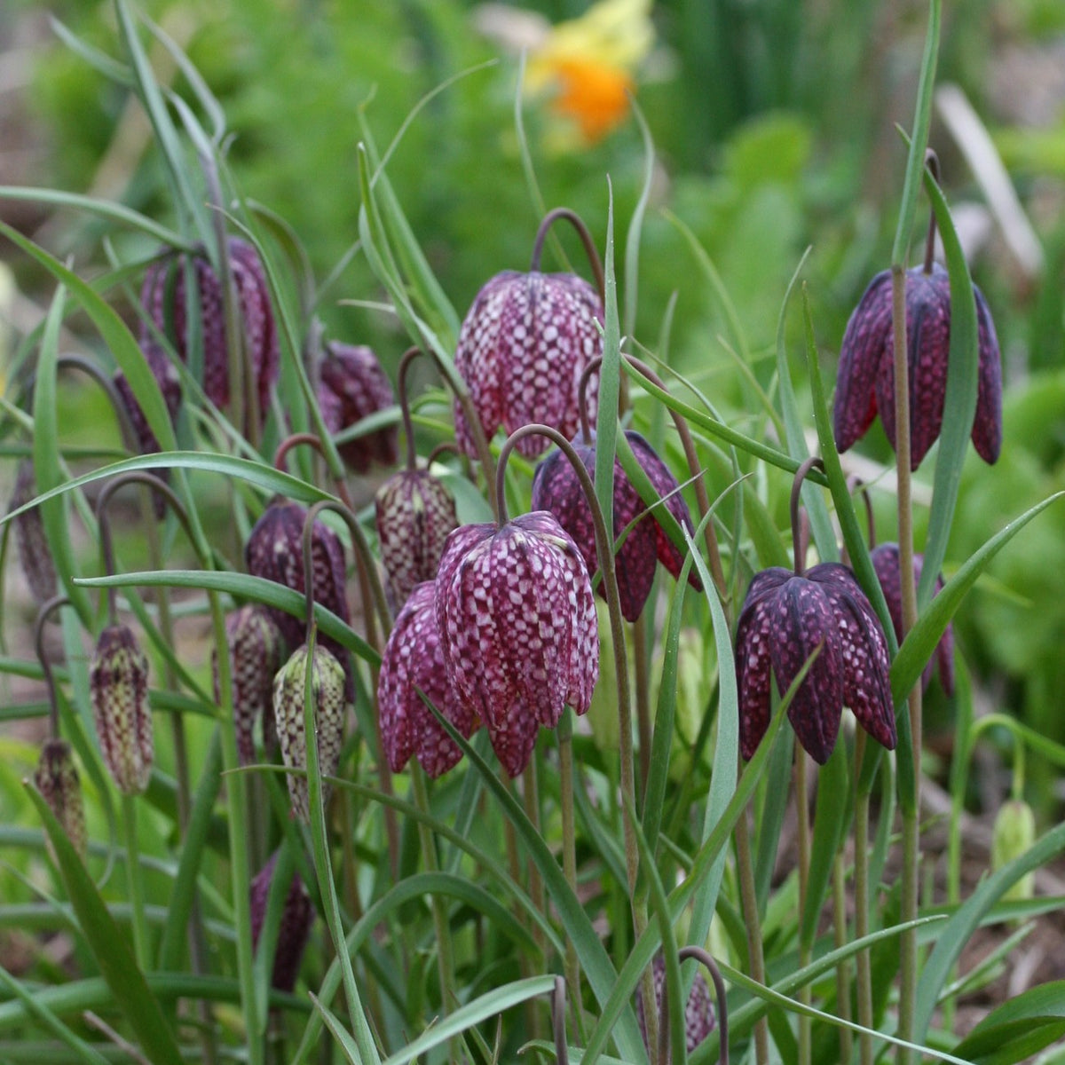 Fritillaria meleagris - vepjulilja