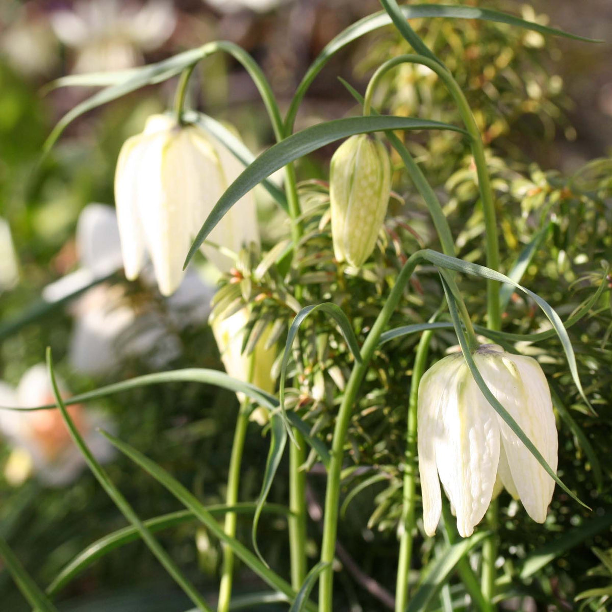 Fritillaria meleagris 'Alba' - vepjulilja