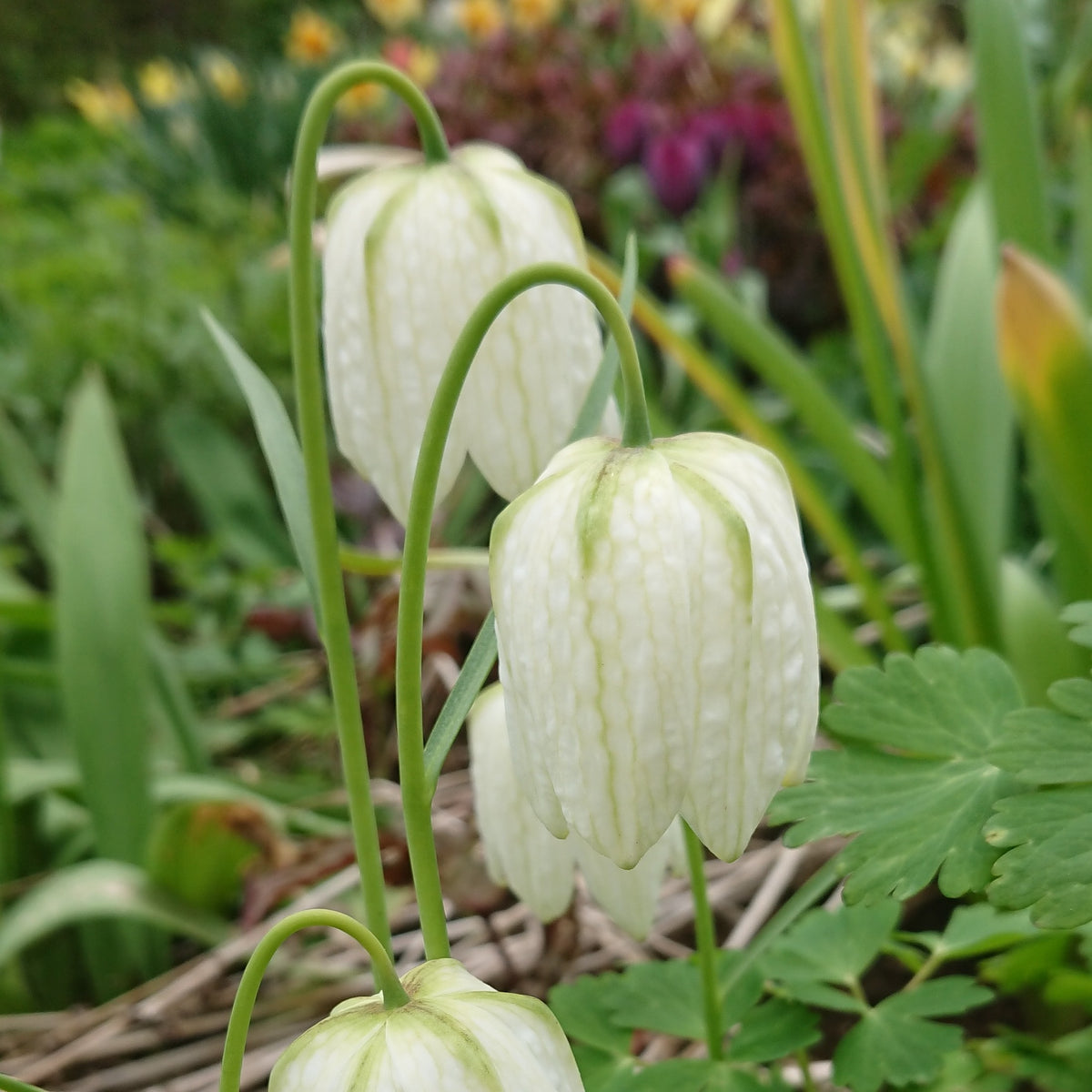 Fritillaria meleagris 'Alba' - vepjulilja