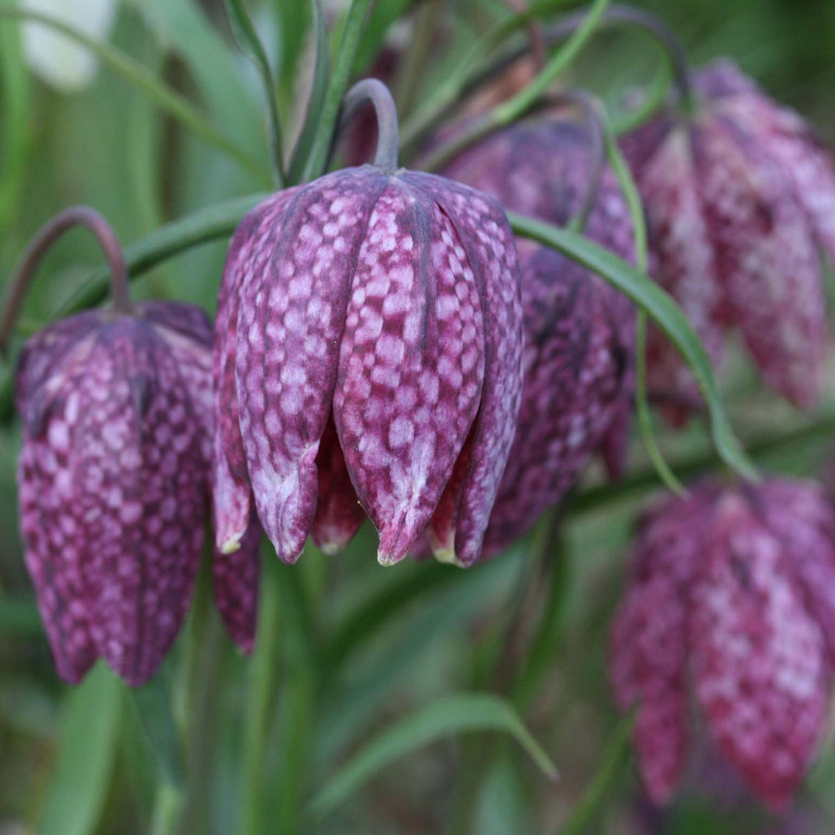 Fritillaria meleagris - vepjulilja