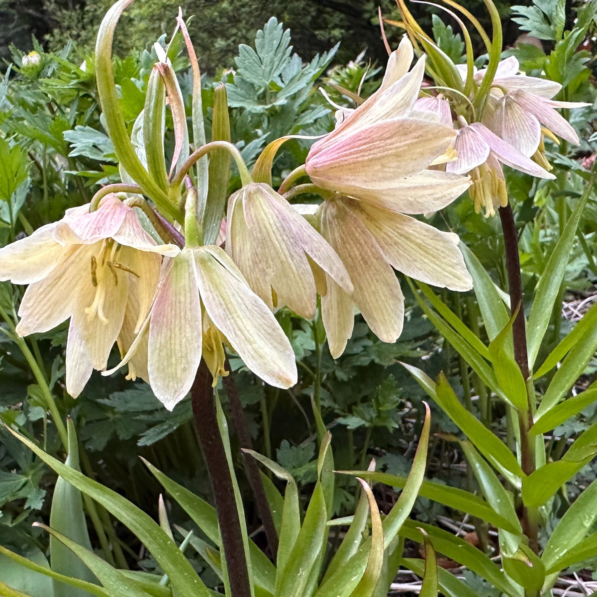 Fritillaria raddeana - haukalilja
