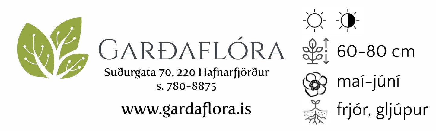 Fritillaria raddeana - haukalilja