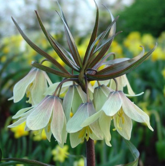 Fritillaria raddeana - haukalilja
