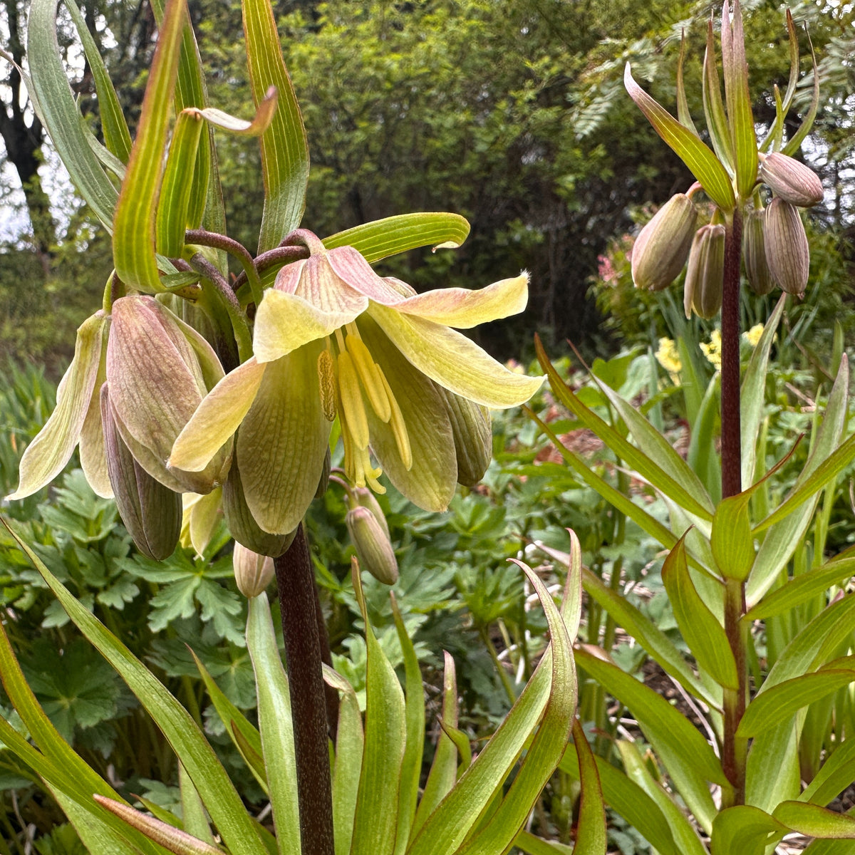 Fritillaria raddeana - haukalilja