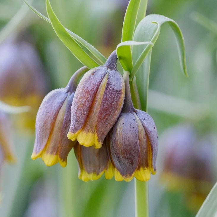 Fritillaria uva-vulpis - tildrulilja