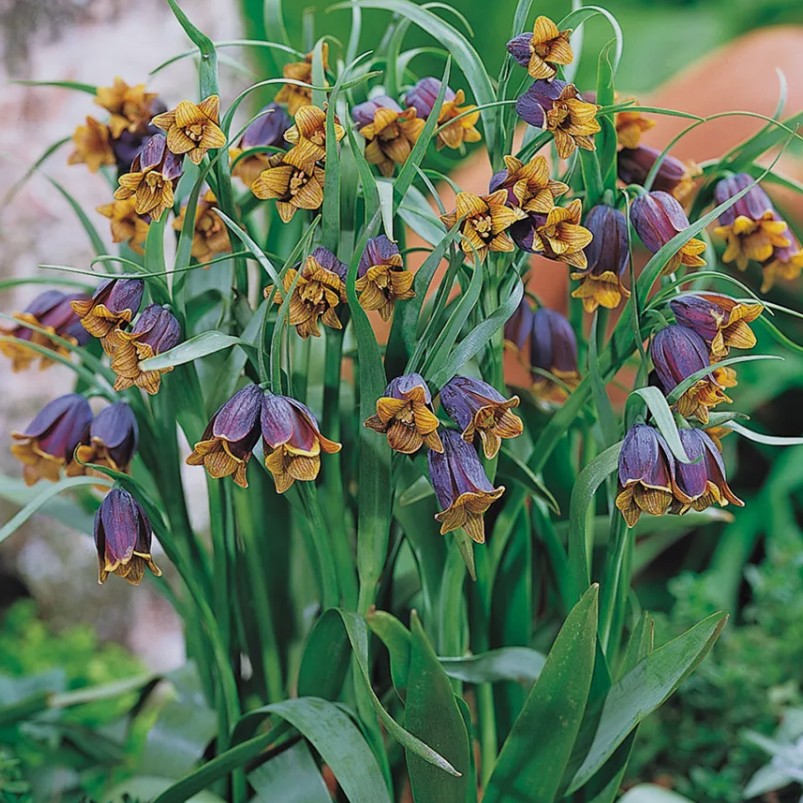 Fritillaria uva-vulpis - tildrulilja