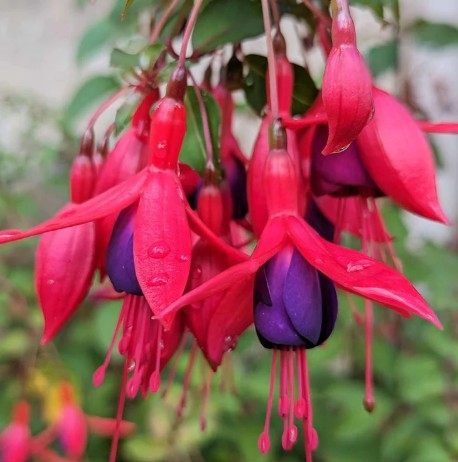 Fuchsia 'Mrs. Popple' - garðafúksía