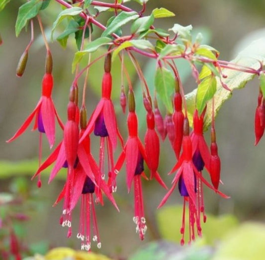 Fuchsia 'Riccartonii' - garðafúksía