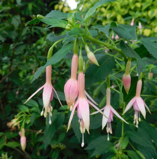 Fuchsia 'Whiteknight's Pearl' - garðafúksía