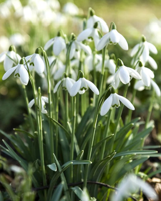 Galanthus elwesii - aprílgosi