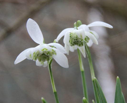 Galanthus nivalis 'Flore Pleno' - vetrargosi