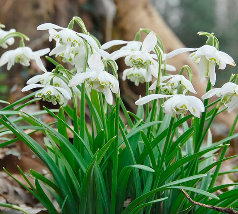 Galanthus nivalis 'Flore Pleno' - vetrargosi