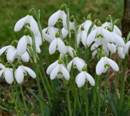 Galanthus nivalis 'S. Arnott'