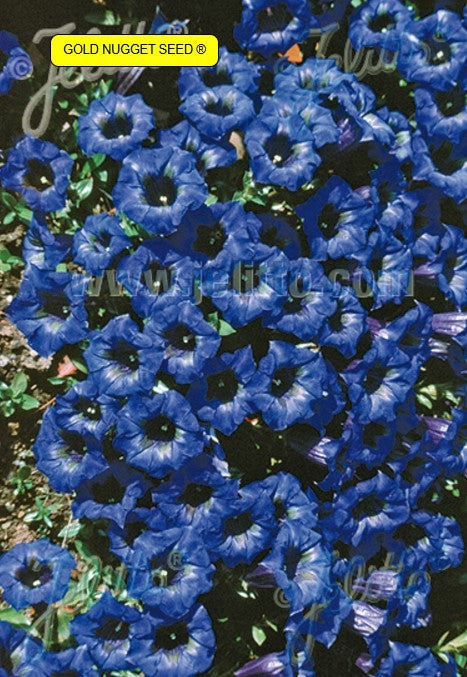 Gentiana angustifolia 'Frei-hybrid' - mjóblaðavöndur