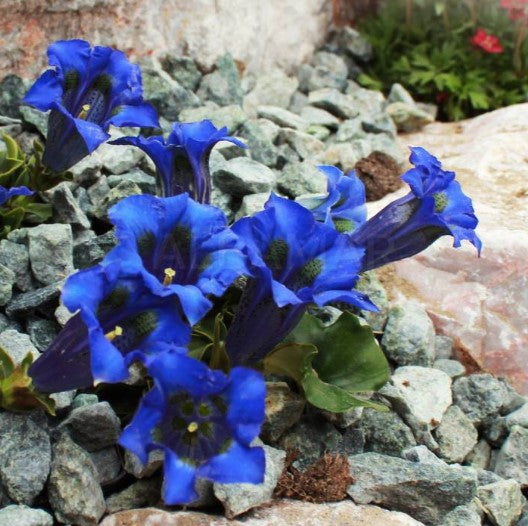 Gentiana clusii - kalkvöndur
