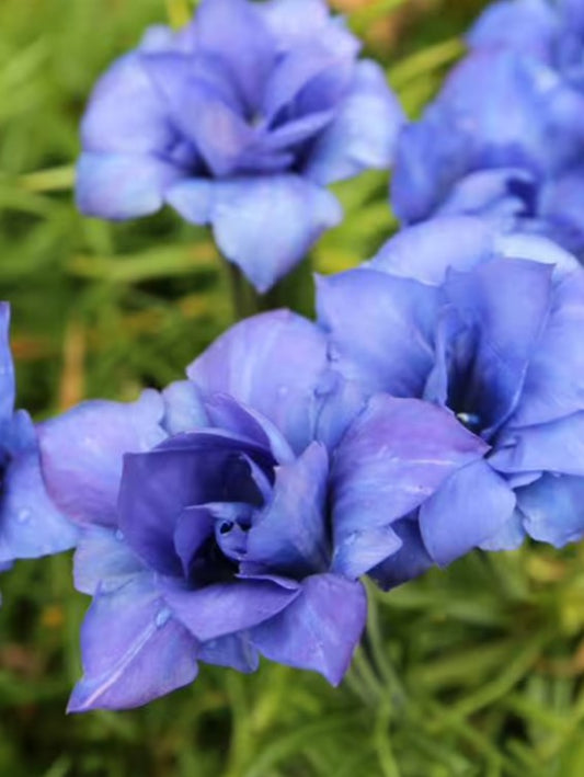 Gentiana sino-ornata 'Eugens Allerbeste' - kínavöndur