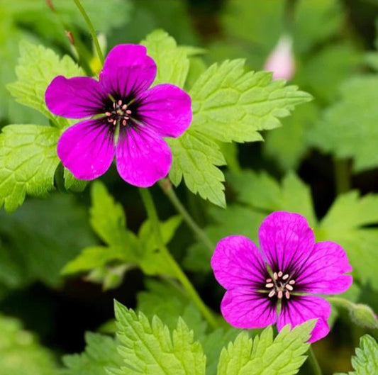 Geranium 'Ann Folkard' - blágresi
