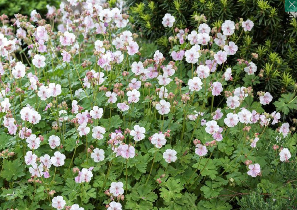 Geranium x cantabrigiense 'Biokovo' - skrúðblágresi