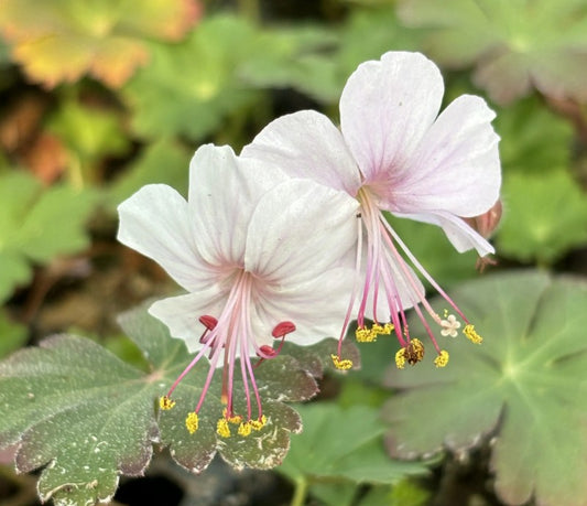 Geranium x cantabrigiense 'Biokovo' - skrúðblágresi