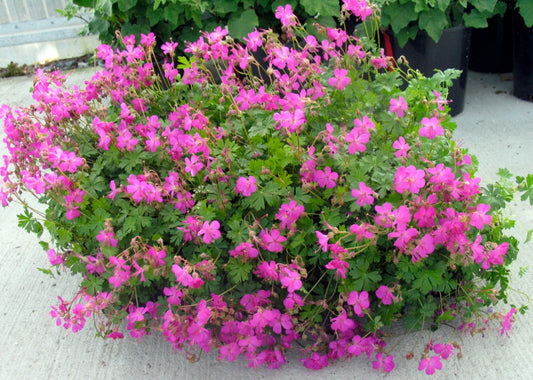 Geranium x cantabrigiense 'Crystal Rose' - skrúðblágresi