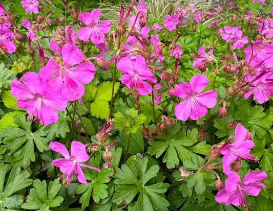 Geranium x cantabrigiense 'Crystal Rose' - skrúðblágresi