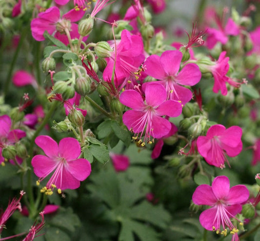 Geranium x cantabrigiense 'Intense' - skrúðblágresi