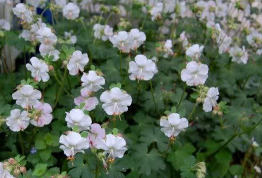 Geranium x cantabrigiense 'St. Ola' - skrúðblágresi