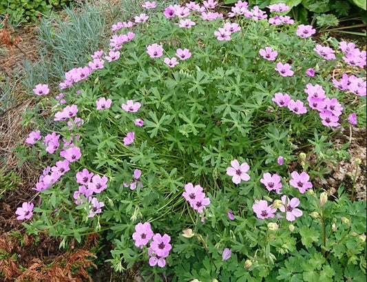 Geranium cinereum 'Ballerina' - grágresi