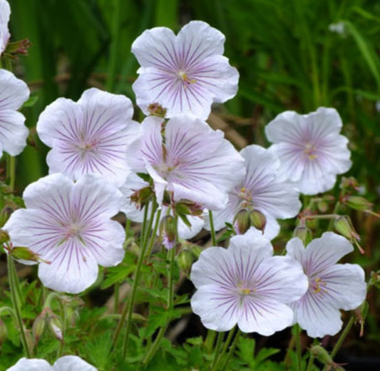 Geranium himalayense 'Derrick Cook' - fagurblágresi