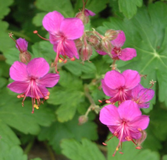 Geranium macrorrhizum 'Czakor' - ilmgresi