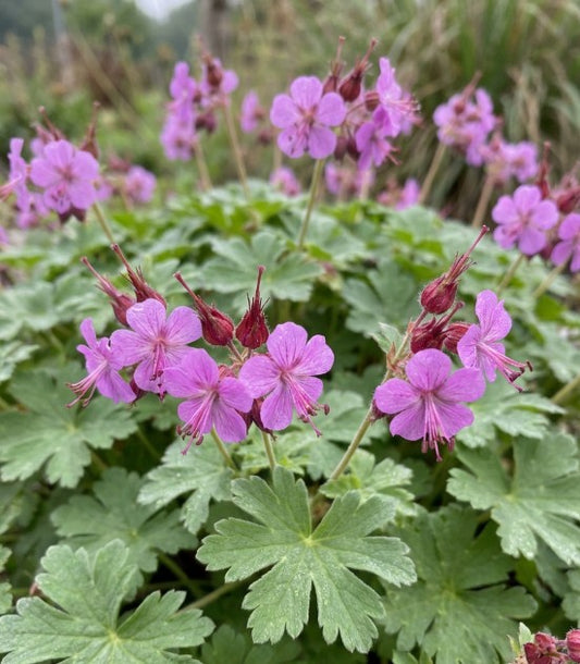 Geranium macrorrhizum 'Sandy's Smile'