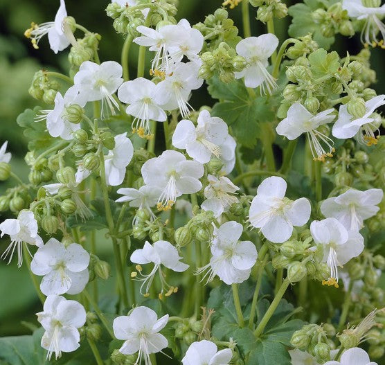 Geranium macrorrhizum 'White Ness' - ilmgresi