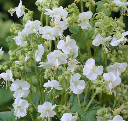 Geranium macrorrhizum 'White Ness' - ilmgresi