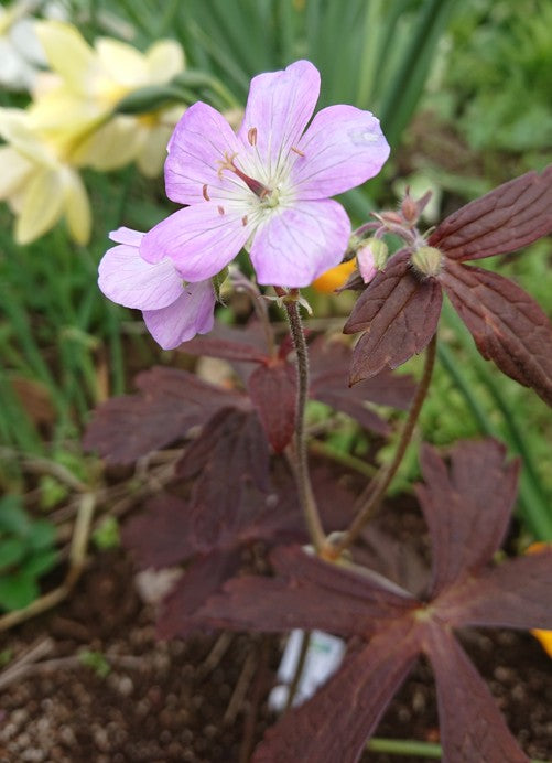 Geranium maculatum 'Espresso' - sveipablágresi