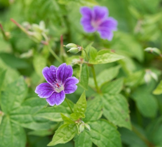 Geranium nodosum 'Clos du Coudray' - liðablágresi