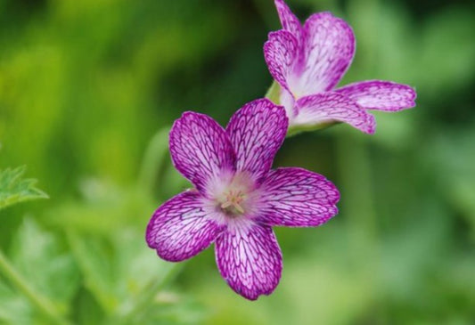 Geranium x oxonianum 'Laura Skelton' - skrautblágresi