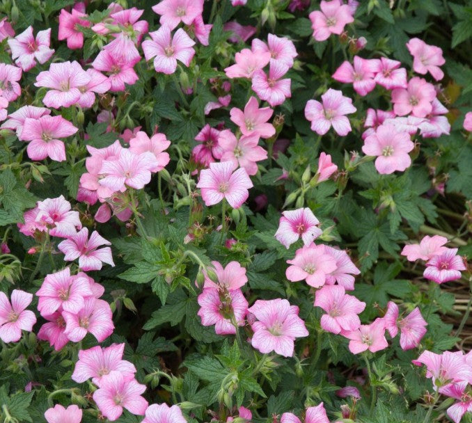 Geranium x oxonianum 'Rose Clair' - skrautblágresi