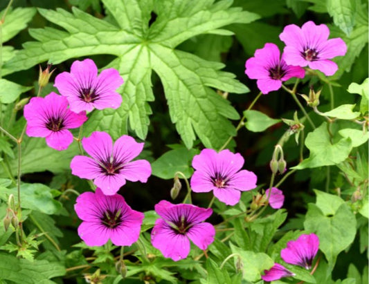 Geranium 'Patricia' - blágresi
