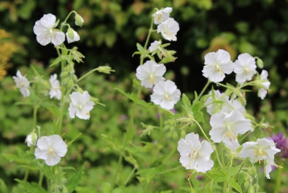Geranium phaeum 'Album' - brúngresi